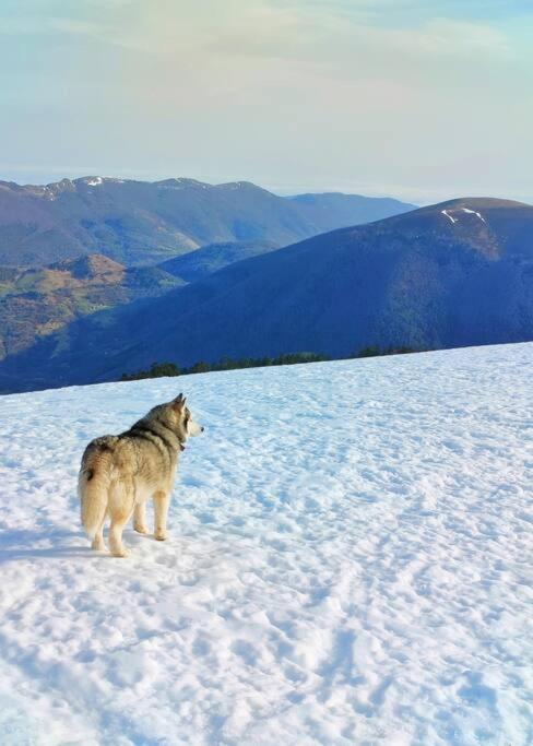 Apartament Logement 6 Pers Au Coeur Des Montagnes Pyreneennes Boutx Zewnętrze zdjęcie